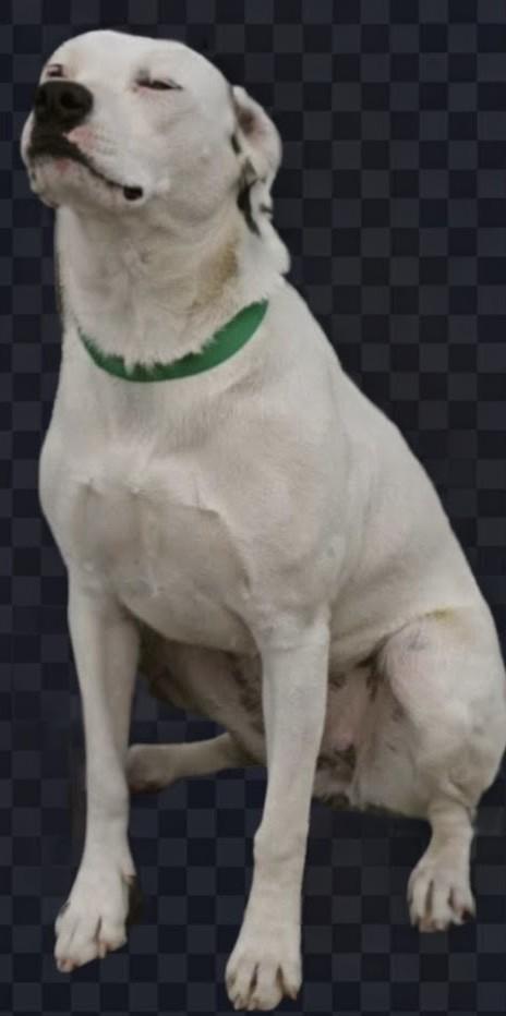 Popsicle, a Adoptable mixed breed image 3/6