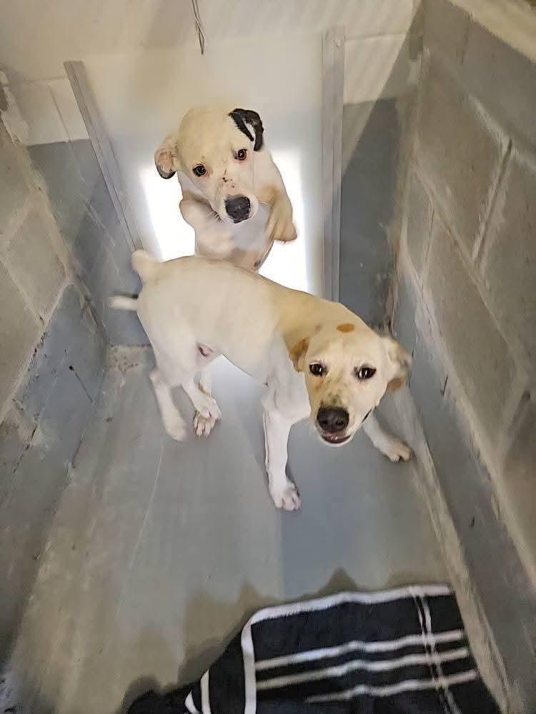 Popsicle, a Adoptable mixed breed image 4/6