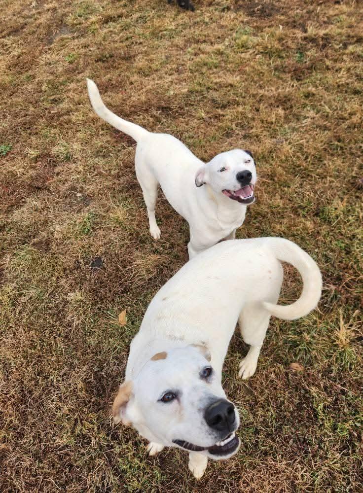 Popsicle, a Adoptable mixed breed image 6/6