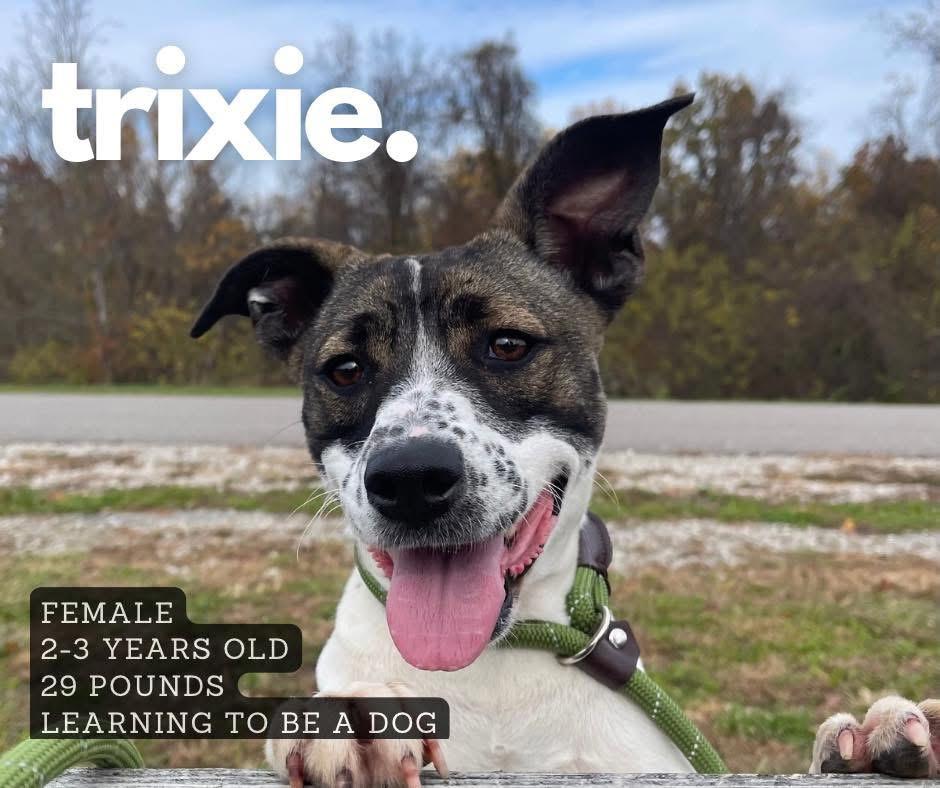 Trixie, a Adoptable mixed breed in Ashland, KY image 2/2