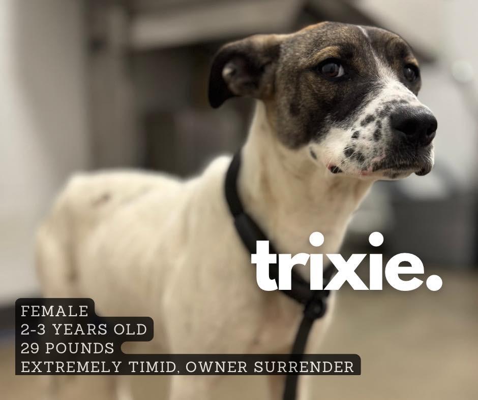 Enlarge Trixie, a Adoptable mixed breed in Ashland, KY image 1/1