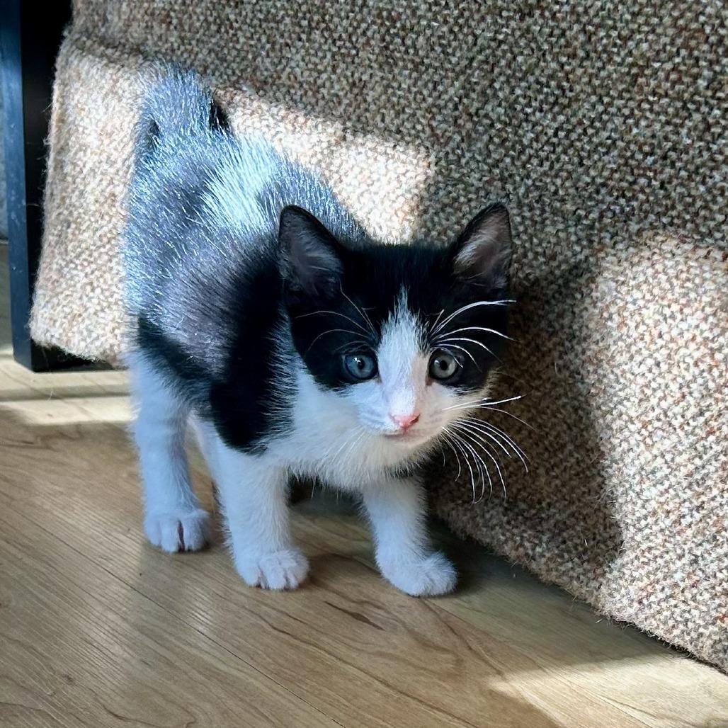Clove, Adoptable, Kitten Male Domestic Short Hair.