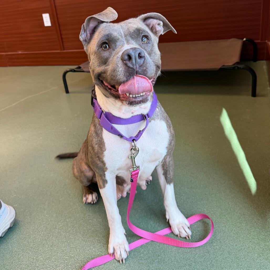 Trina, Adoptable, Adult Female American Bulldog & Mixed Breed.