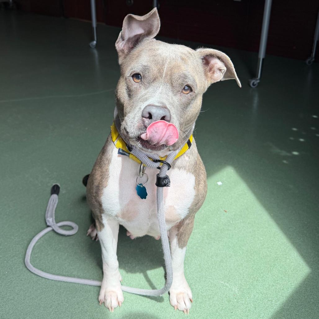 Enlarge Trina, a Adoptable mixed breed in West Palm Beach, FL image 2/5