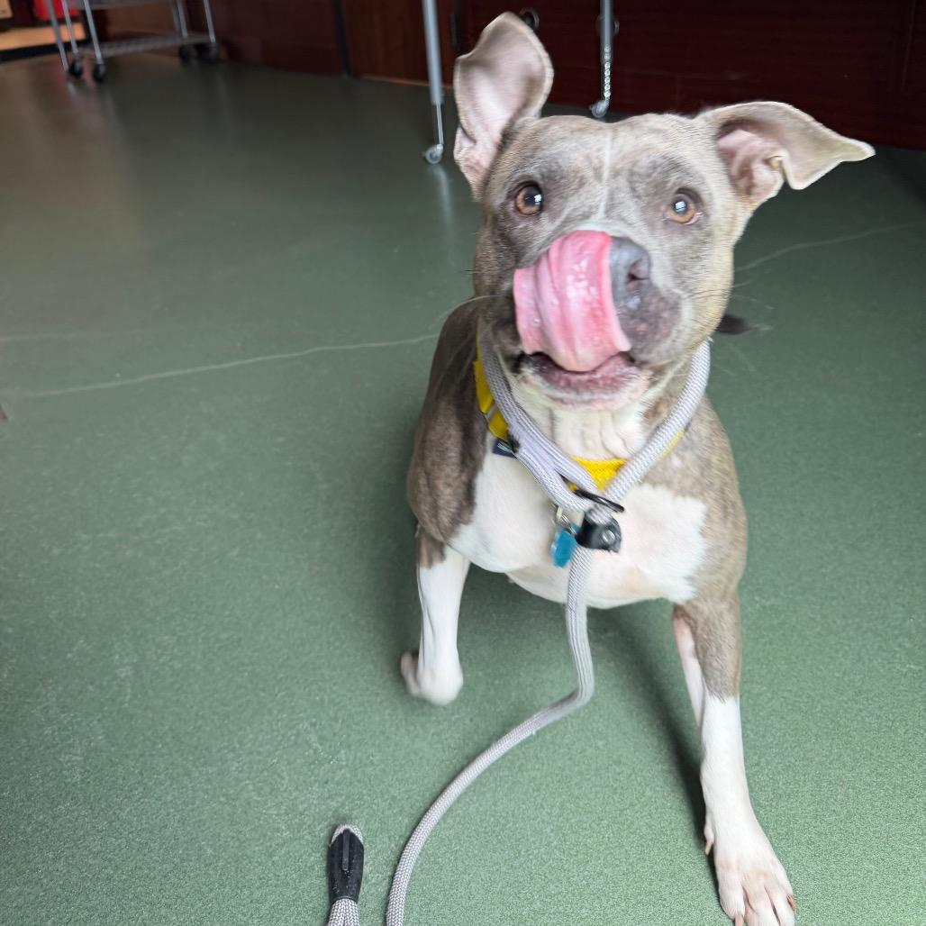 Enlarge Trina, a Adoptable mixed breed in West Palm Beach, FL image 3/5