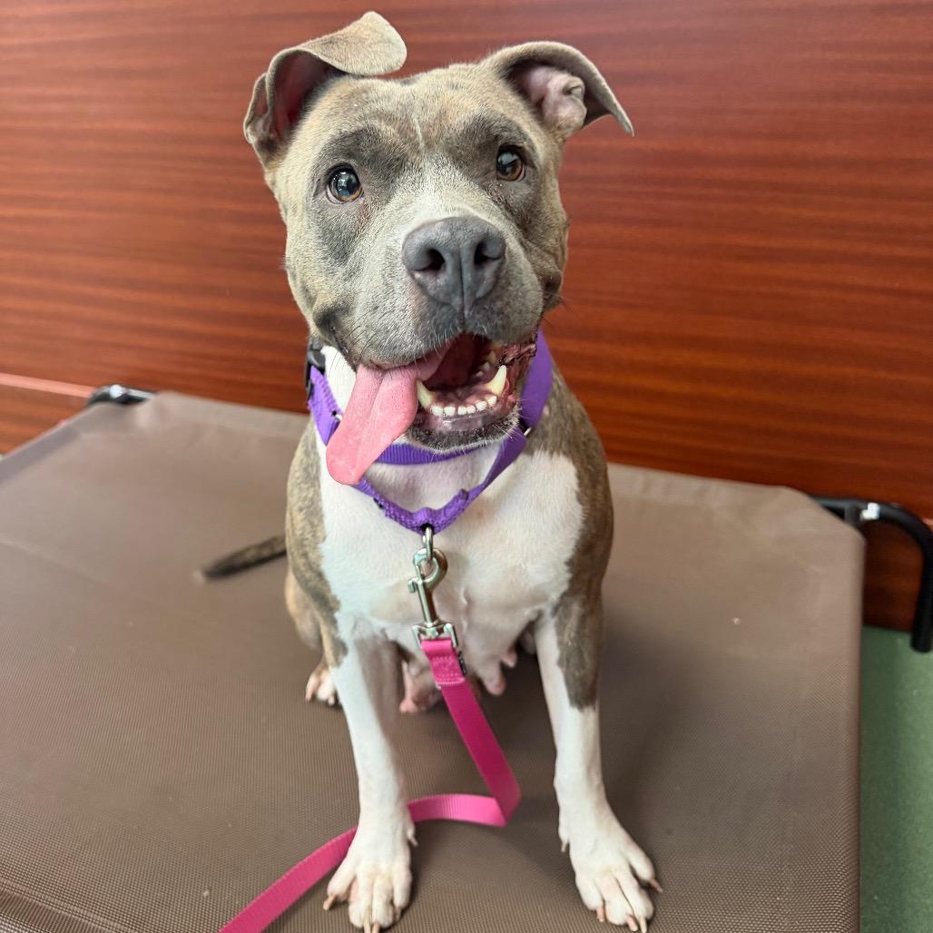 Enlarge Trina, a Adoptable mixed breed in West Palm Beach, FL image 4/5