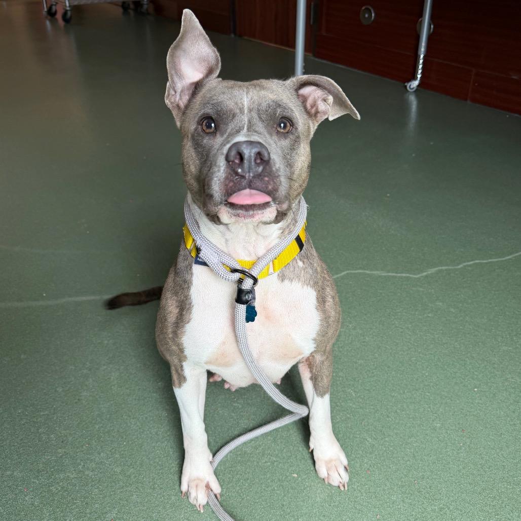 Enlarge Trina, a Adoptable mixed breed in West Palm Beach, FL image 5/5