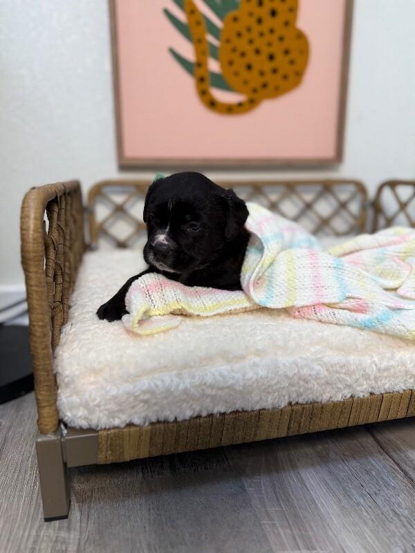 Ducky Love — thumbnail 2