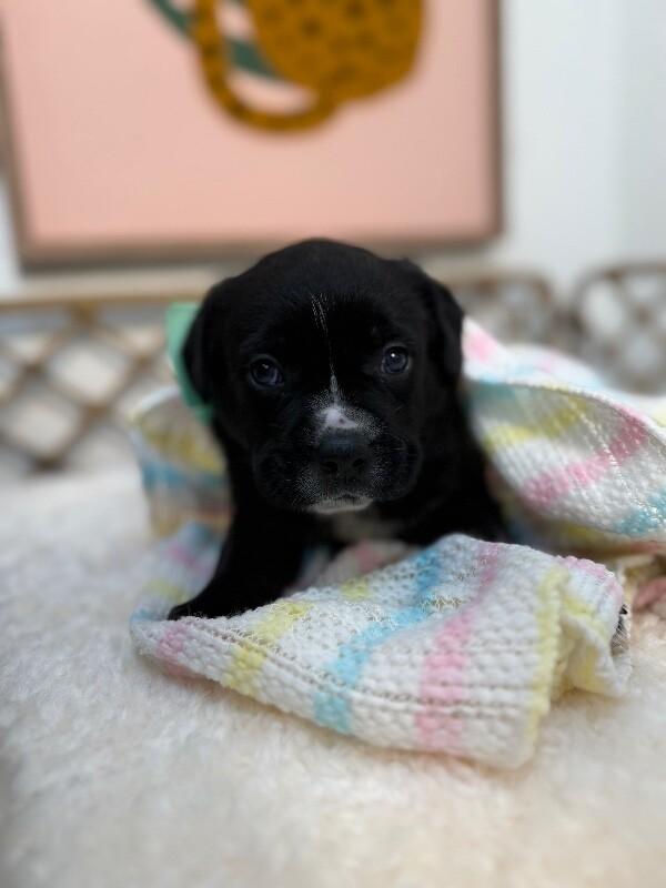 Ducky Love — thumbnail 3