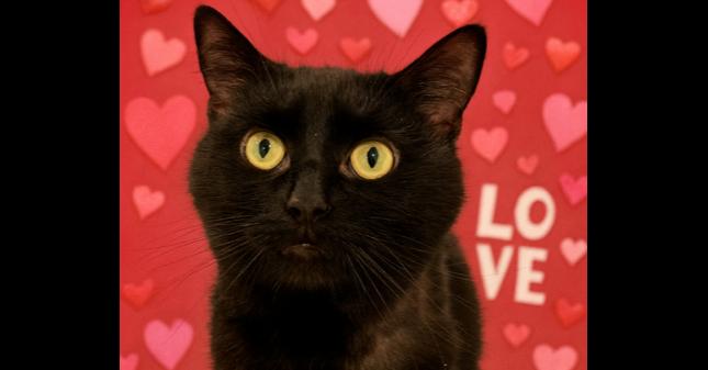 Enlarge Pepper Jack, a Adoptable mixed breed in Emerald Isle, NC image 2/3