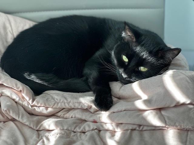 Enlarge Pepper Jack, a Adoptable mixed breed in Emerald Isle, NC image 3/3