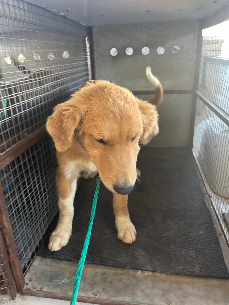 Wren, Adopted, Young Female Mixed Breed.