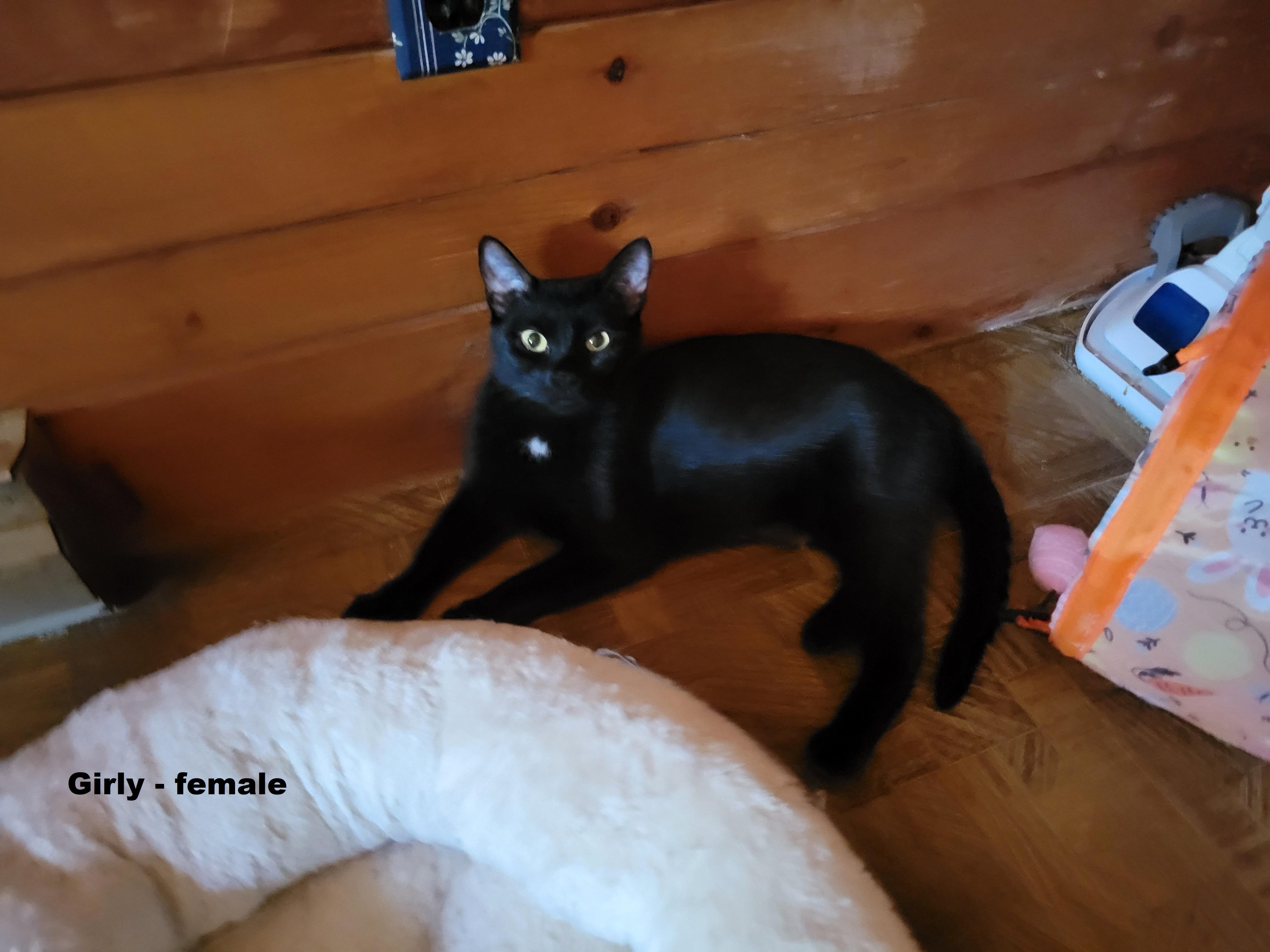 Girly (Courtesy Post)