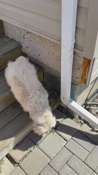 Enlarge Conga, a Adopted mixed breed in Concord, ON video 6/11