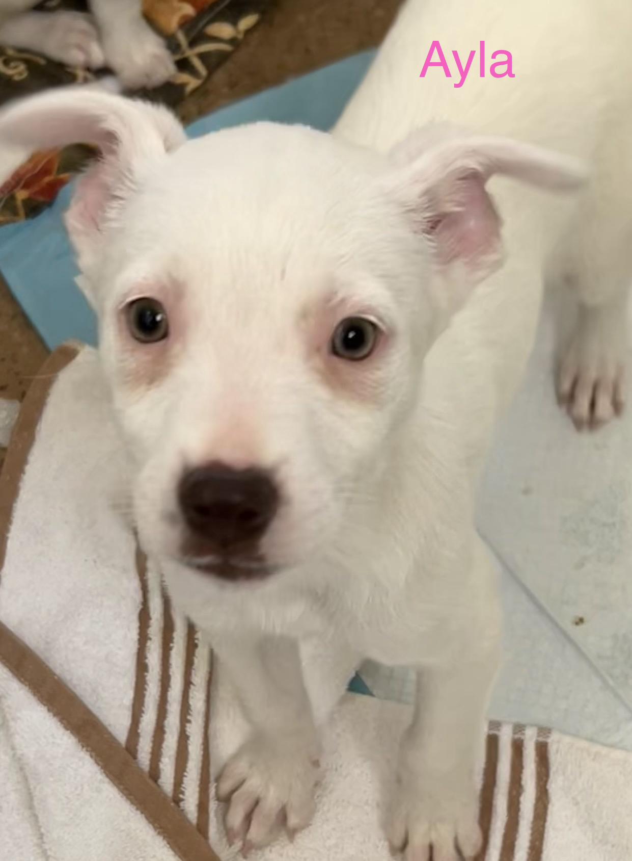 Ayla, ADOPTABLE, Puppy Female Mixed Breed.