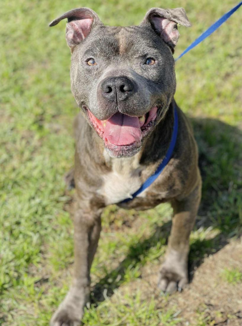 Enlarge Rescue Only- AC#3326 "Avery", a Adopted mixed breed in Conyers, GA image 1/1