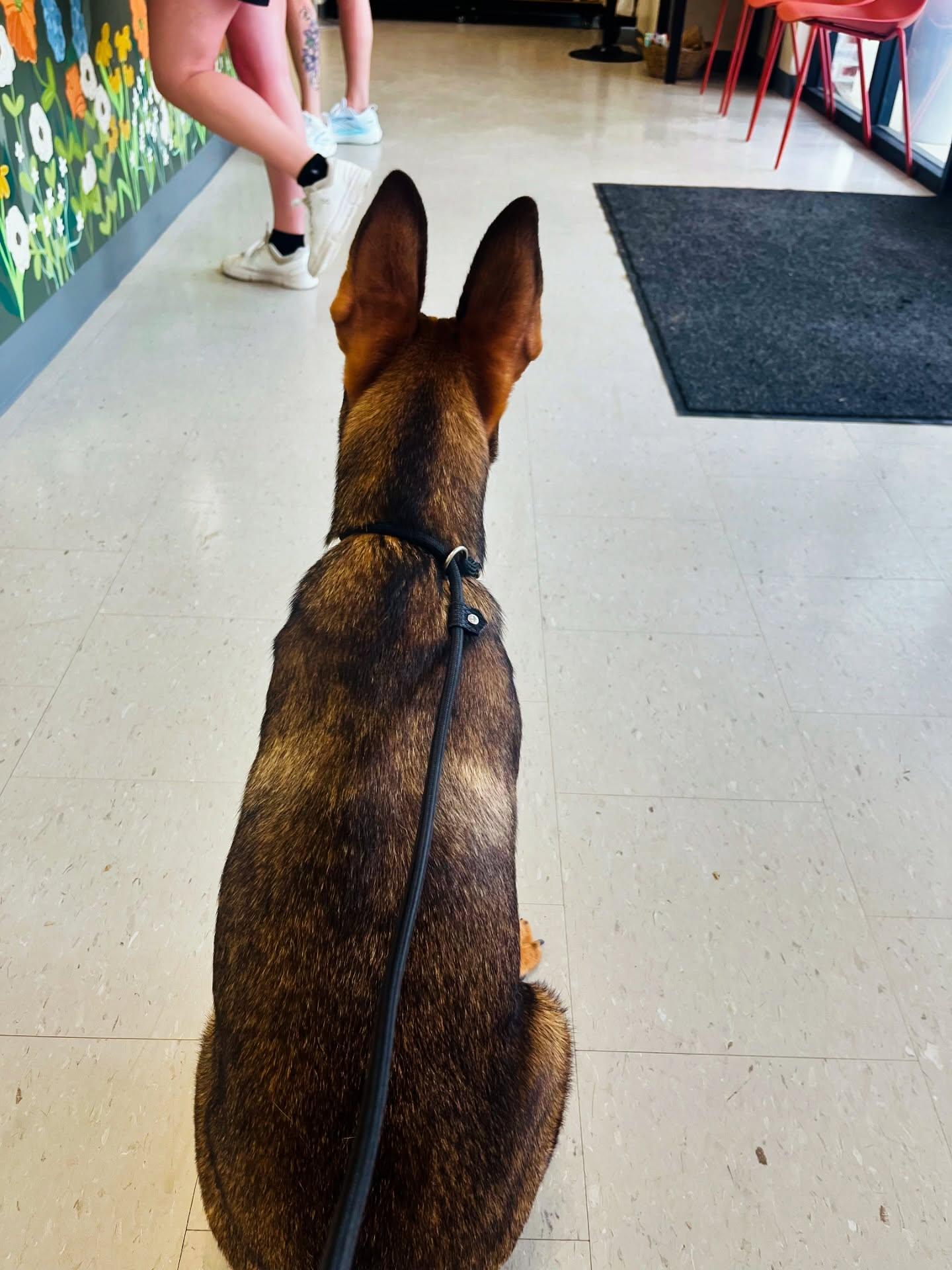 Enlarge Roo, a ADOPTABLE mixed breed in Rock Hill, NY image 3/3