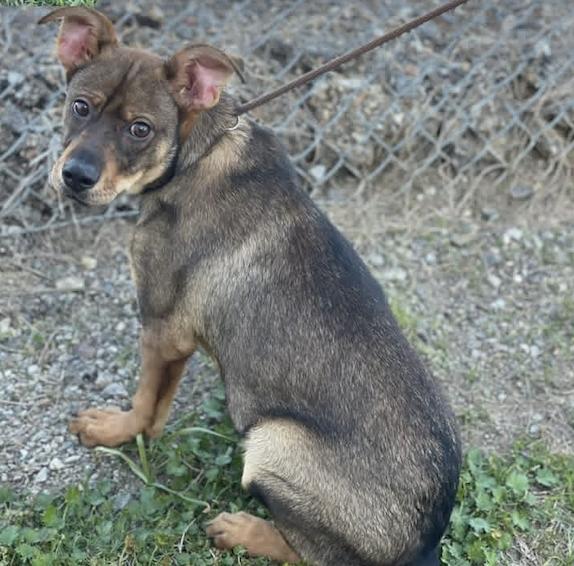 Enlarge Roo, a ADOPTABLE mixed breed in Rock Hill, NY image 2/3
