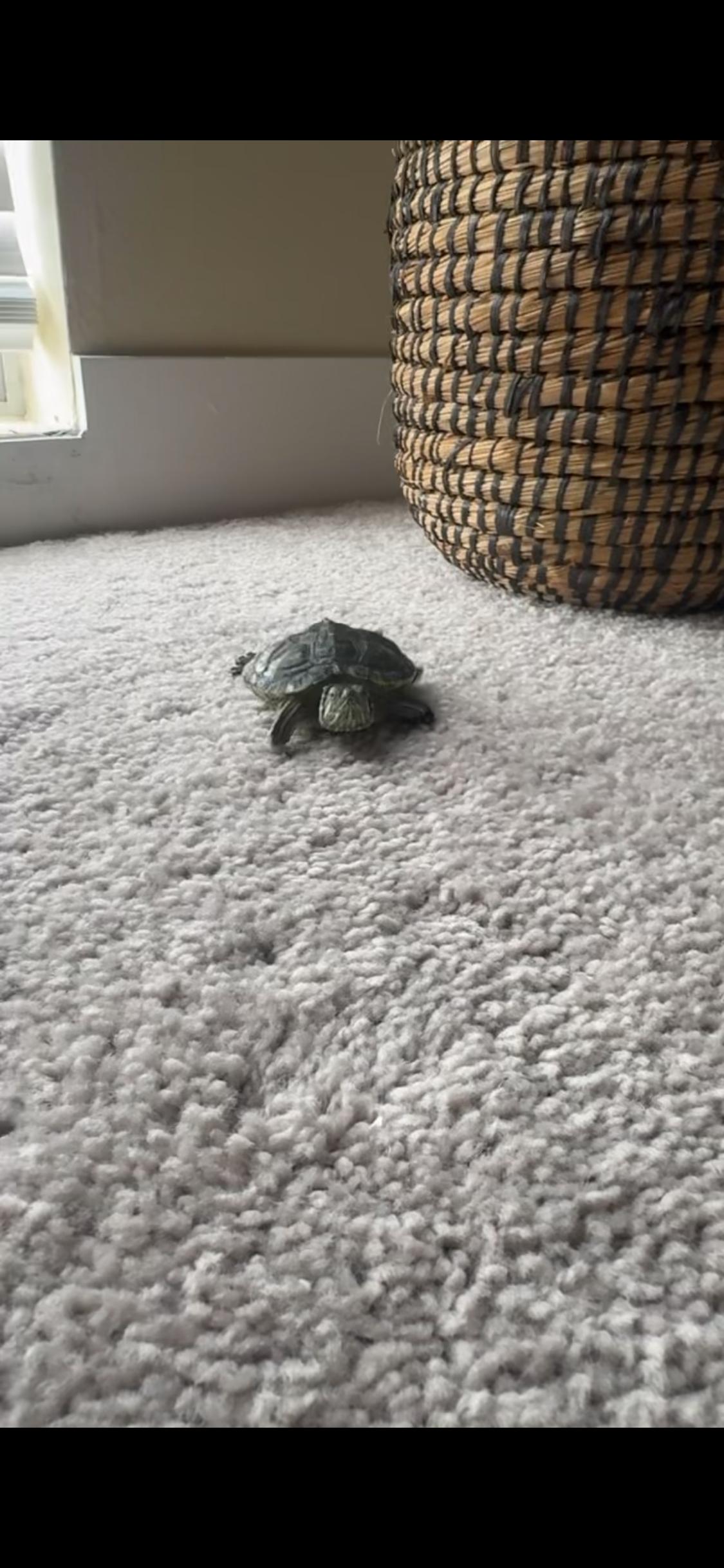 Taquito, Adoptable, Young Female Red-Eared Slider.