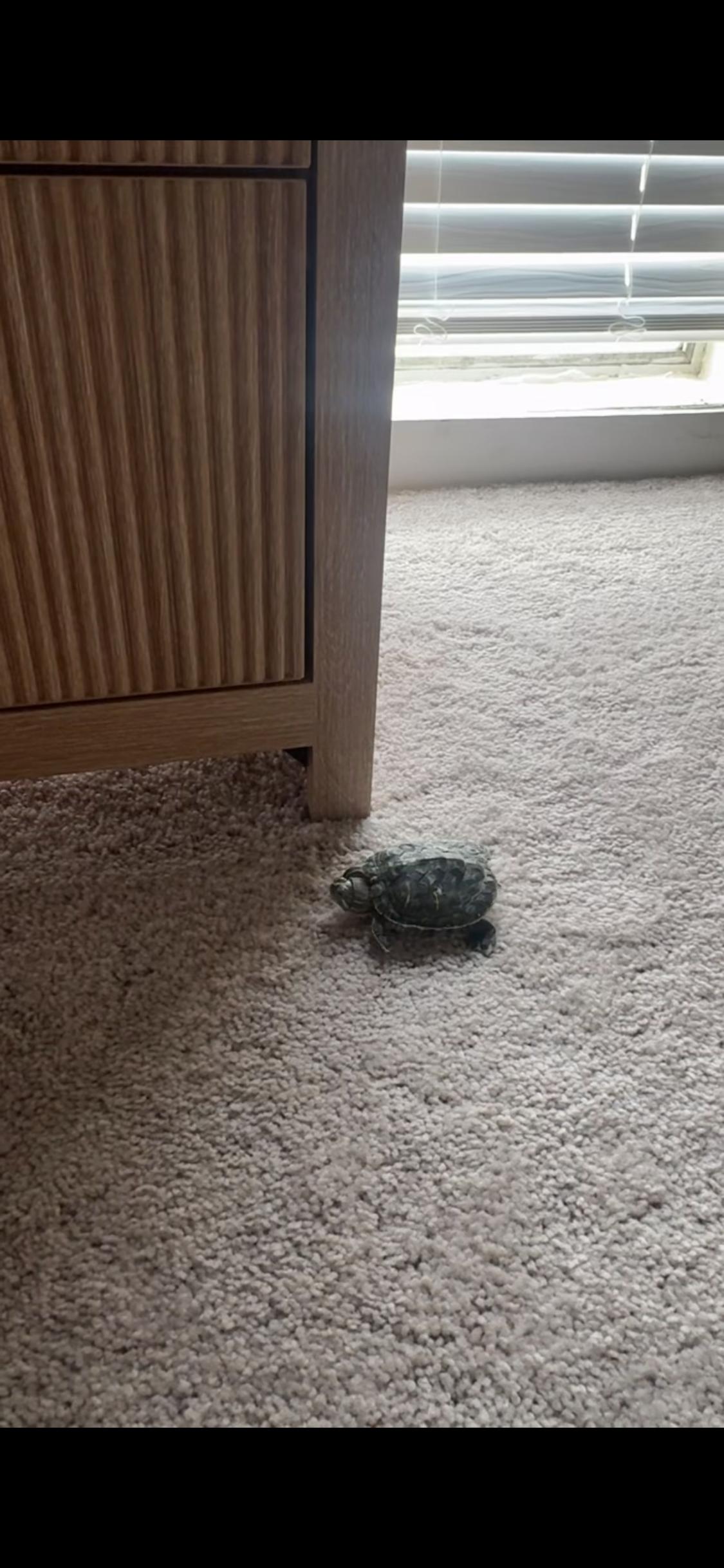 Enlarge Taquito, a Adoptable Red-Eared Slider in West Hollywood, CA image 2/3