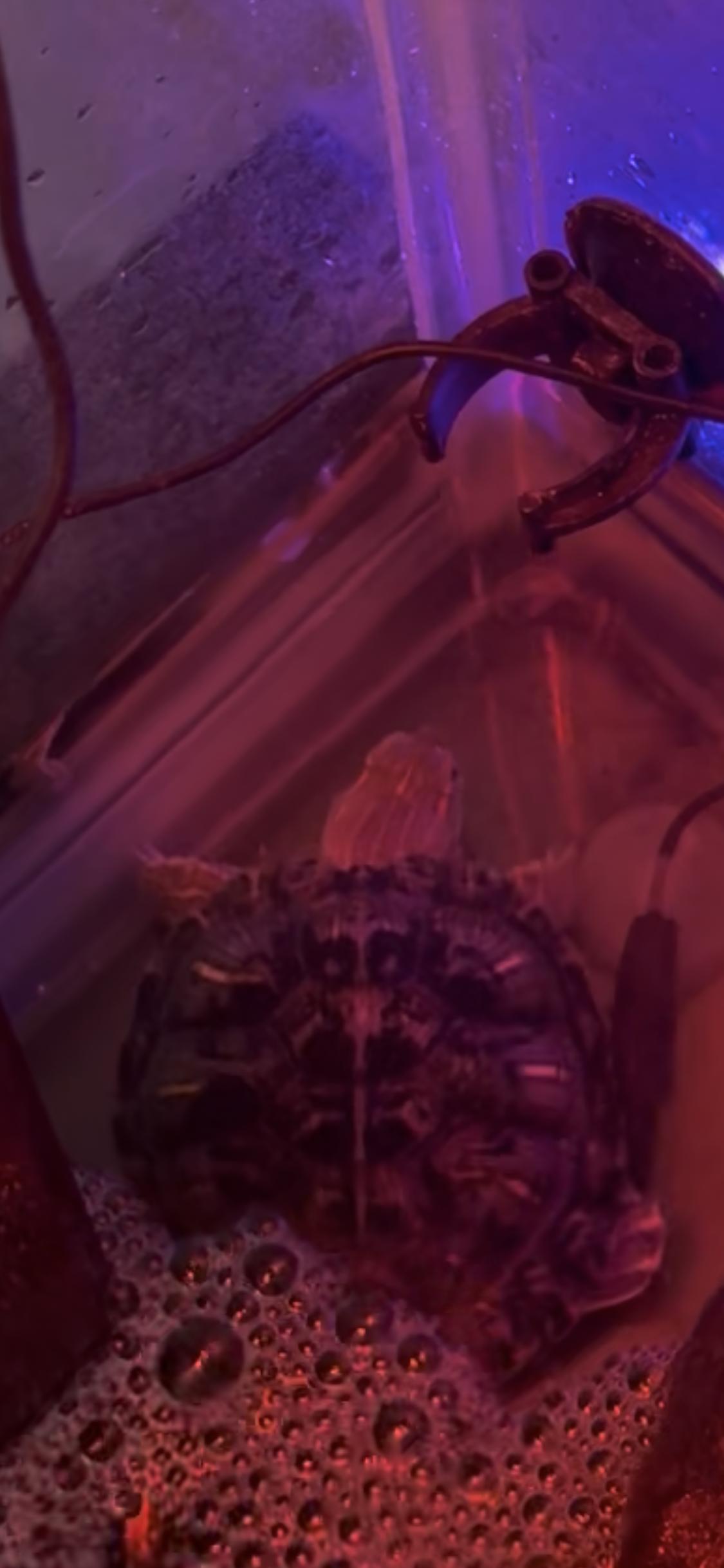 Enlarge Taquito, a Adoptable Red-Eared Slider in West Hollywood, CA image 3/3