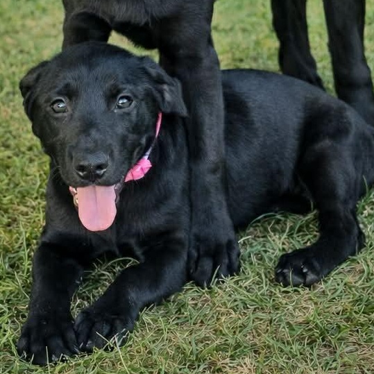 Pink Rose Arriving in RI 4.4.26 , adopted, Puppy Female Black Labrador Retriever.
