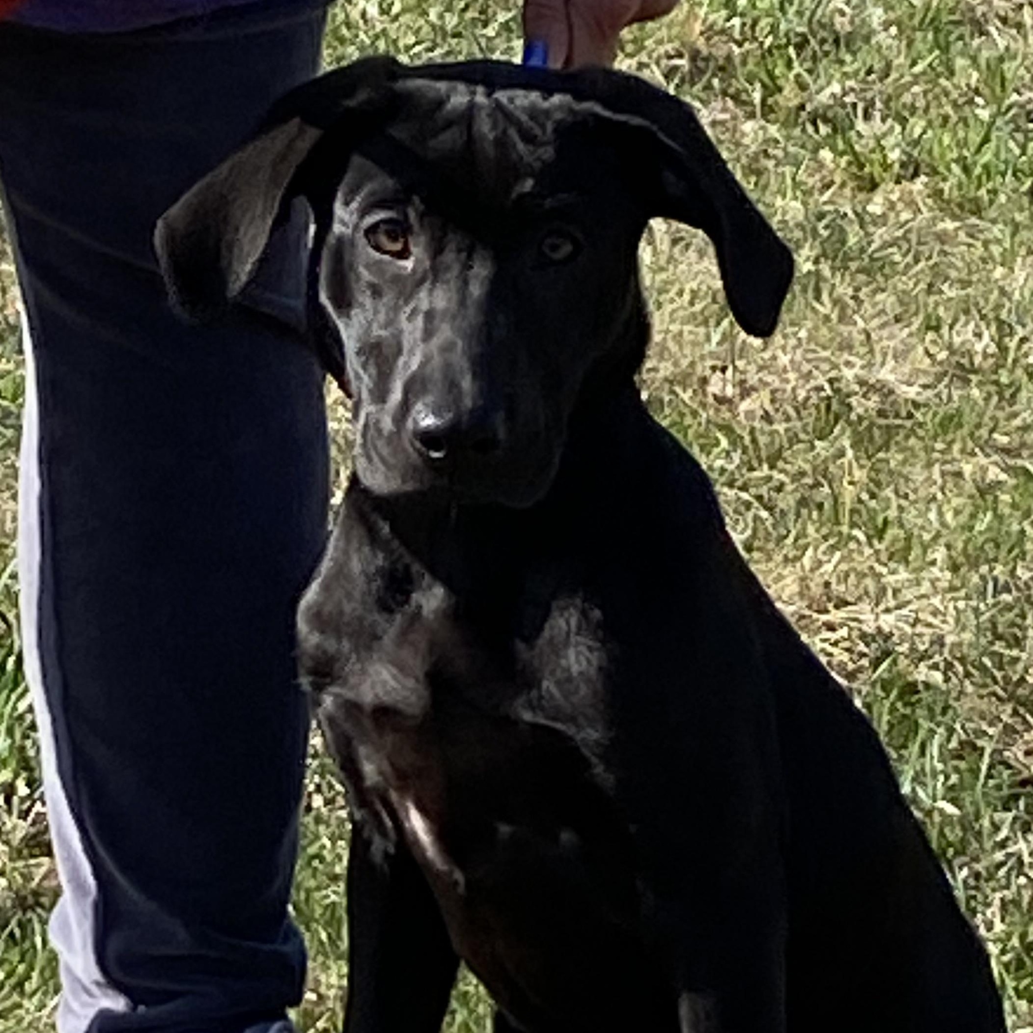 Enlarge Pink Rose Arriving in RI 4.4.26 , an adopted Black Labrador Retriever in Glocester, RI image 4/6