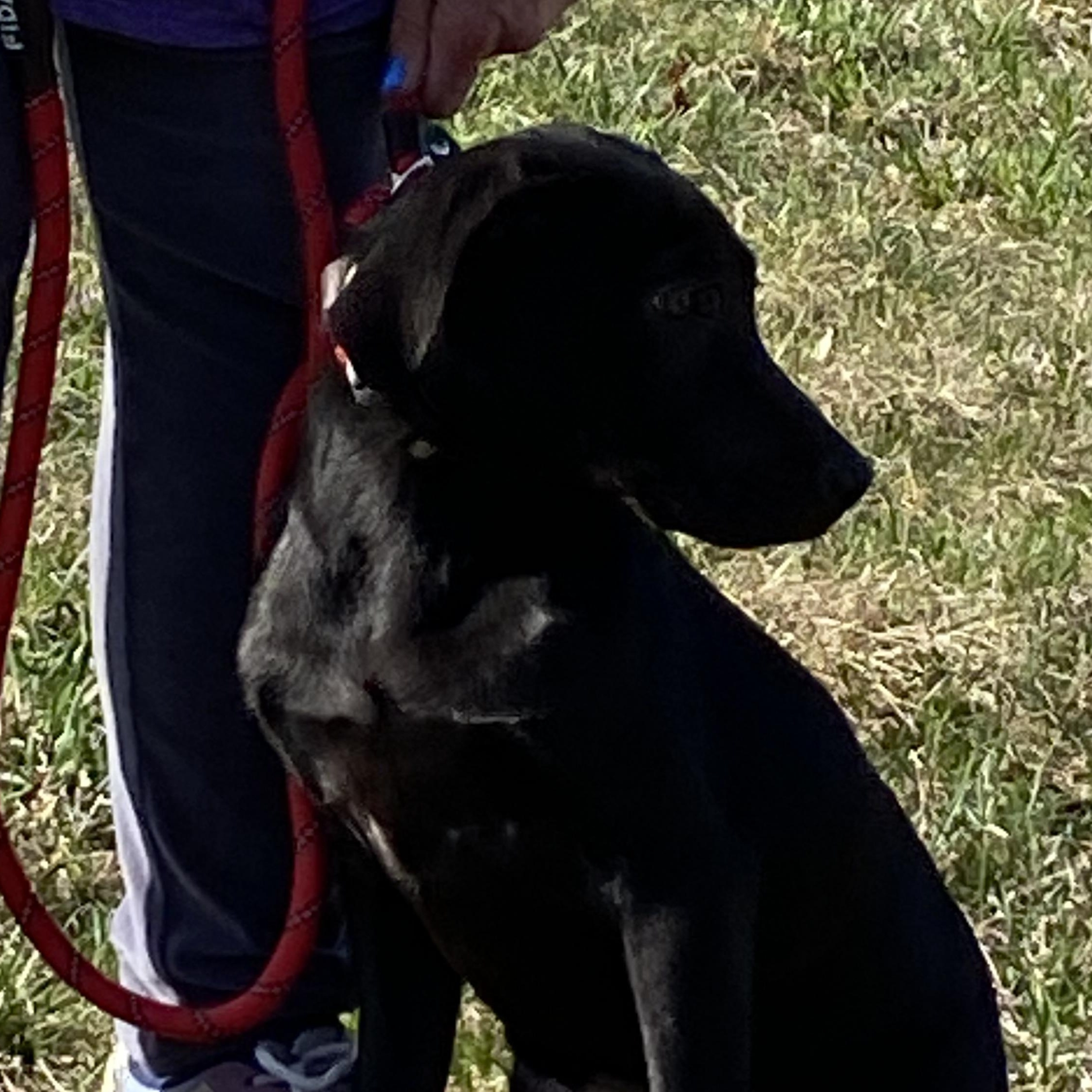 Enlarge Pink Rose Arriving in RI 4.4.26 , an adopted Black Labrador Retriever in Glocester, RI image 5/6