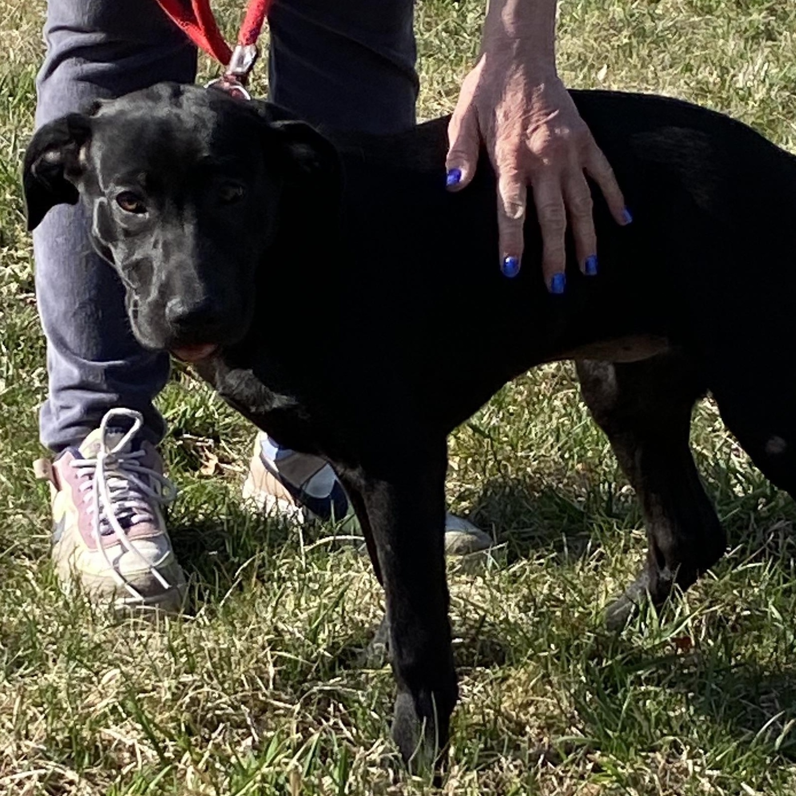 Enlarge Pink Rose Arriving in RI 4.4.26 , an adopted Black Labrador Retriever in Glocester, RI image 3/6