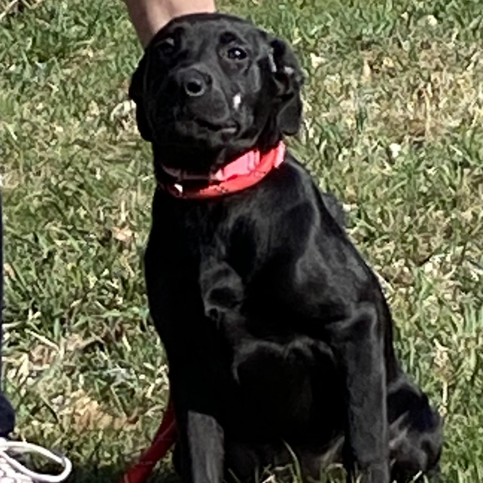 Enlarge Pink Rose Arriving in RI 4.4.26 , an adopted Black Labrador Retriever in Glocester, RI image 6/6