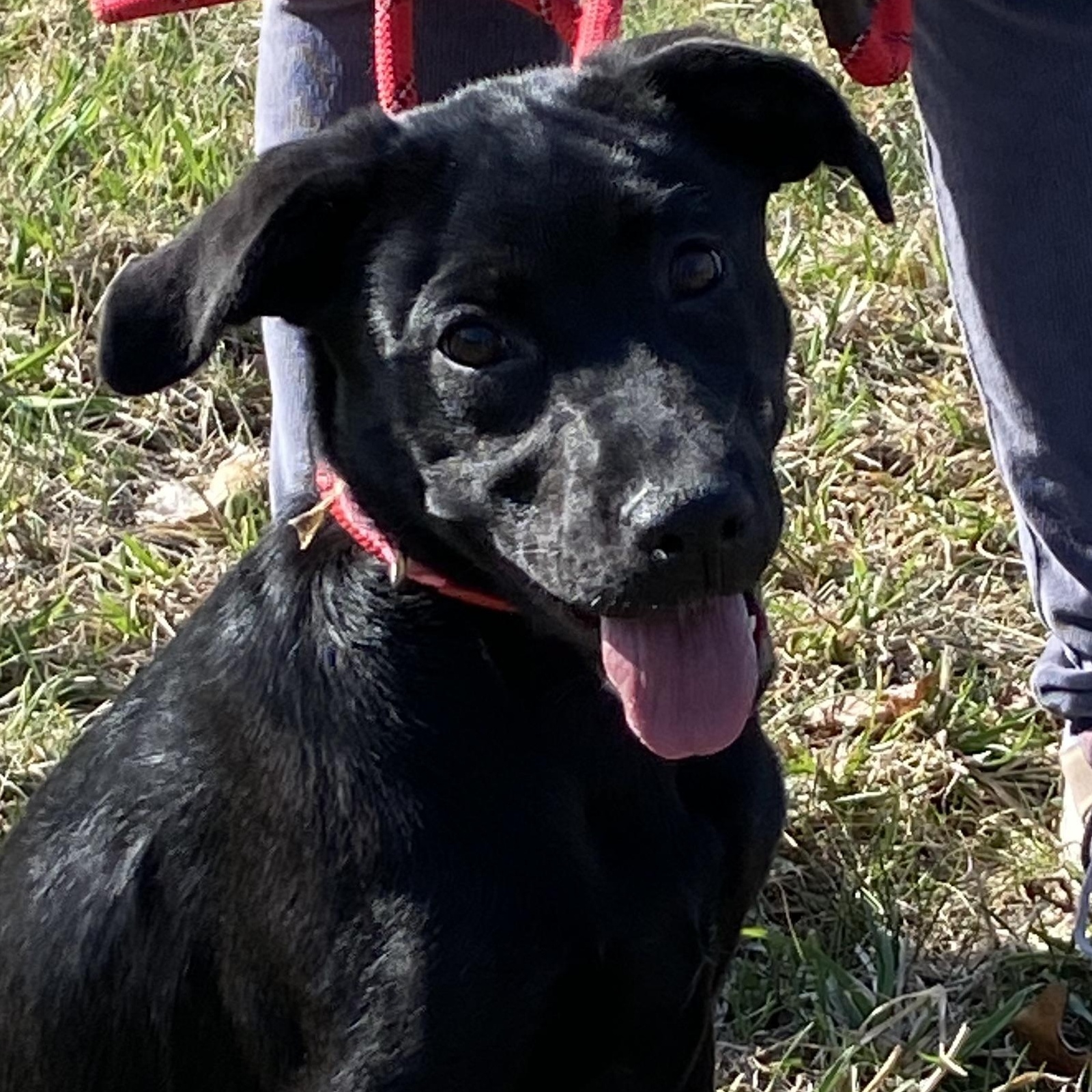 Enlarge Pink Rose Arriving in RI 4.4.26 , an adopted Black Labrador Retriever in Glocester, RI image 2/6