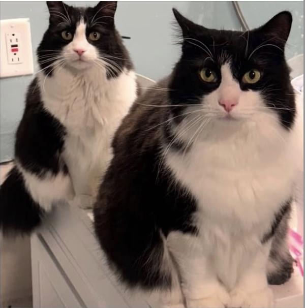 Bootsie (M) & Bitsy (F), ADOPTABLE, Adult Female Norwegian Forest Cat.