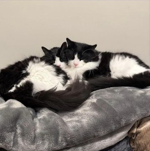 Enlarge Bootsie (M) & Bitsy (F), a ADOPTABLE Norwegian Forest Cat in Medford, MA image 2/2