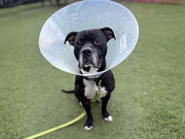 RHINO, Adoptable, Adult Male English Bulldog & Mixed Breed.