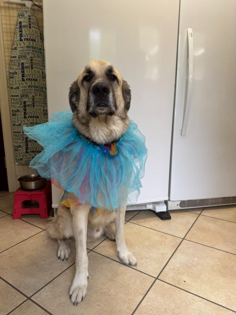 Groot, a Adoptable mixed breed in Thompson Falls, MT image 1/6