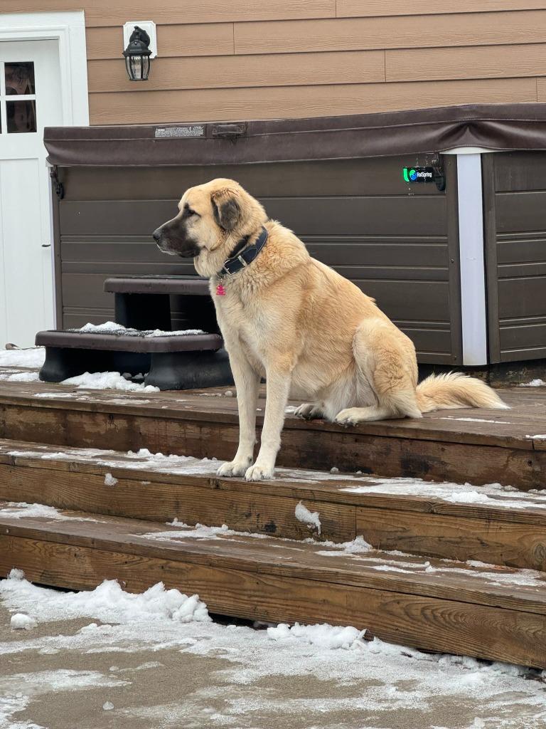 Groot, a Adoptable mixed breed in Thompson Falls, MT image 3/6