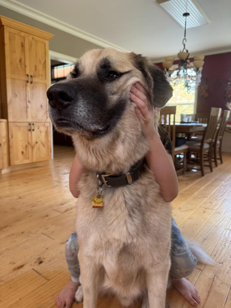 Groot, a Adoptable mixed breed in Thompson Falls, MT image 4/6