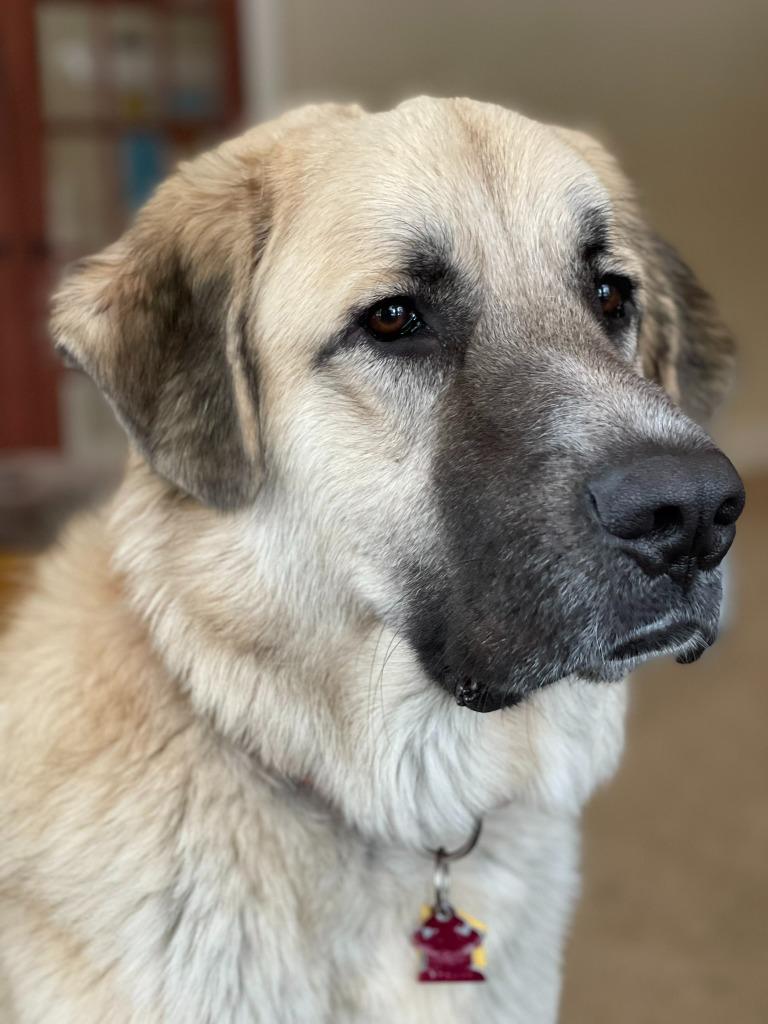 Groot, a Adoptable mixed breed in Thompson Falls, MT image 5/6