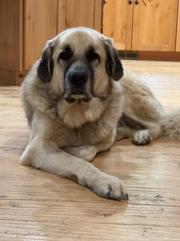 Groot, a Adoptable mixed breed in Thompson Falls, MT image 6/6