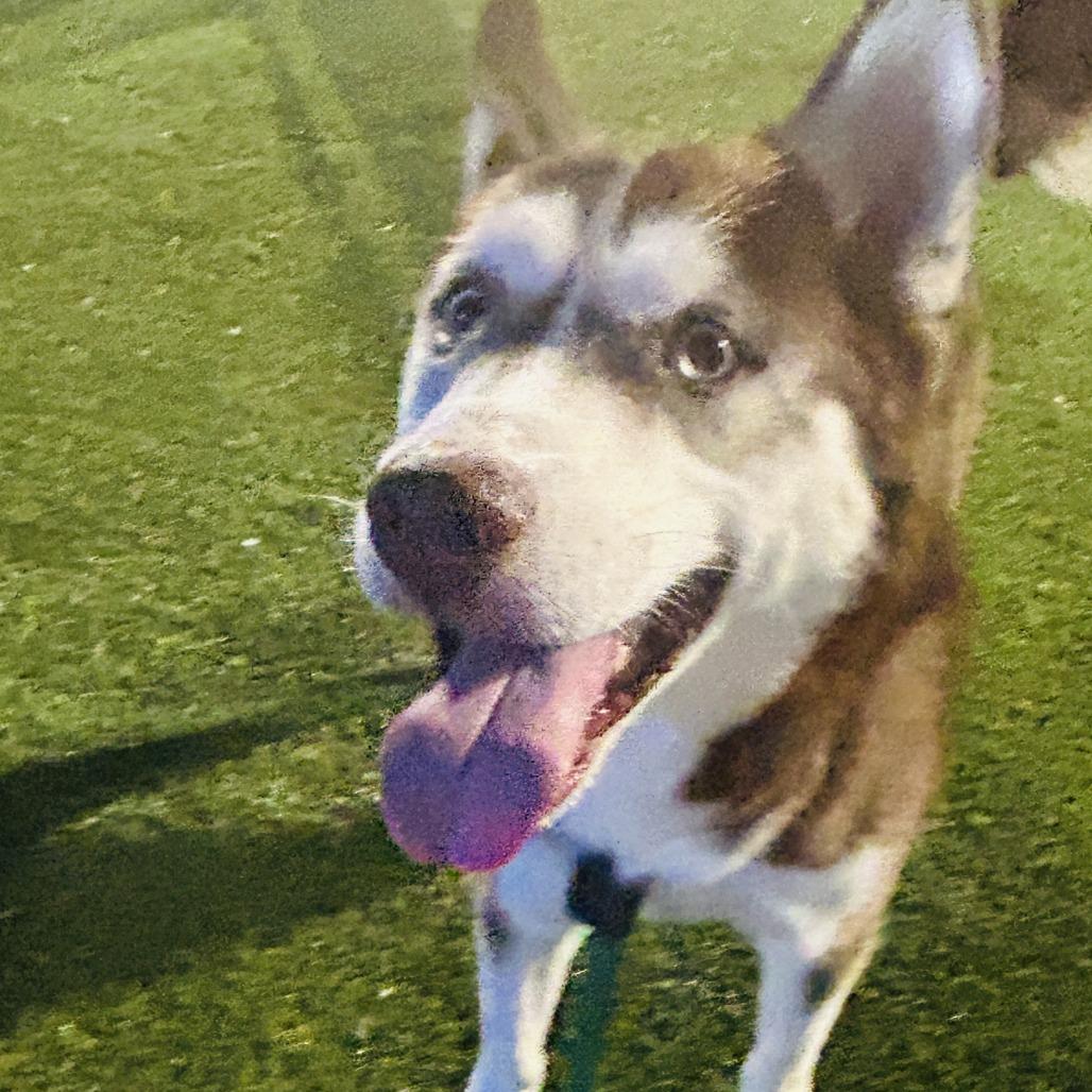 Alimae, Adoptable, Adult Male Husky.