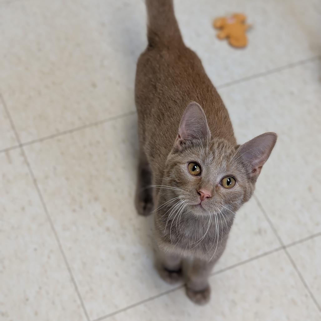 Mandarin Orange, Adoptable, Young Female Domestic Short Hair.