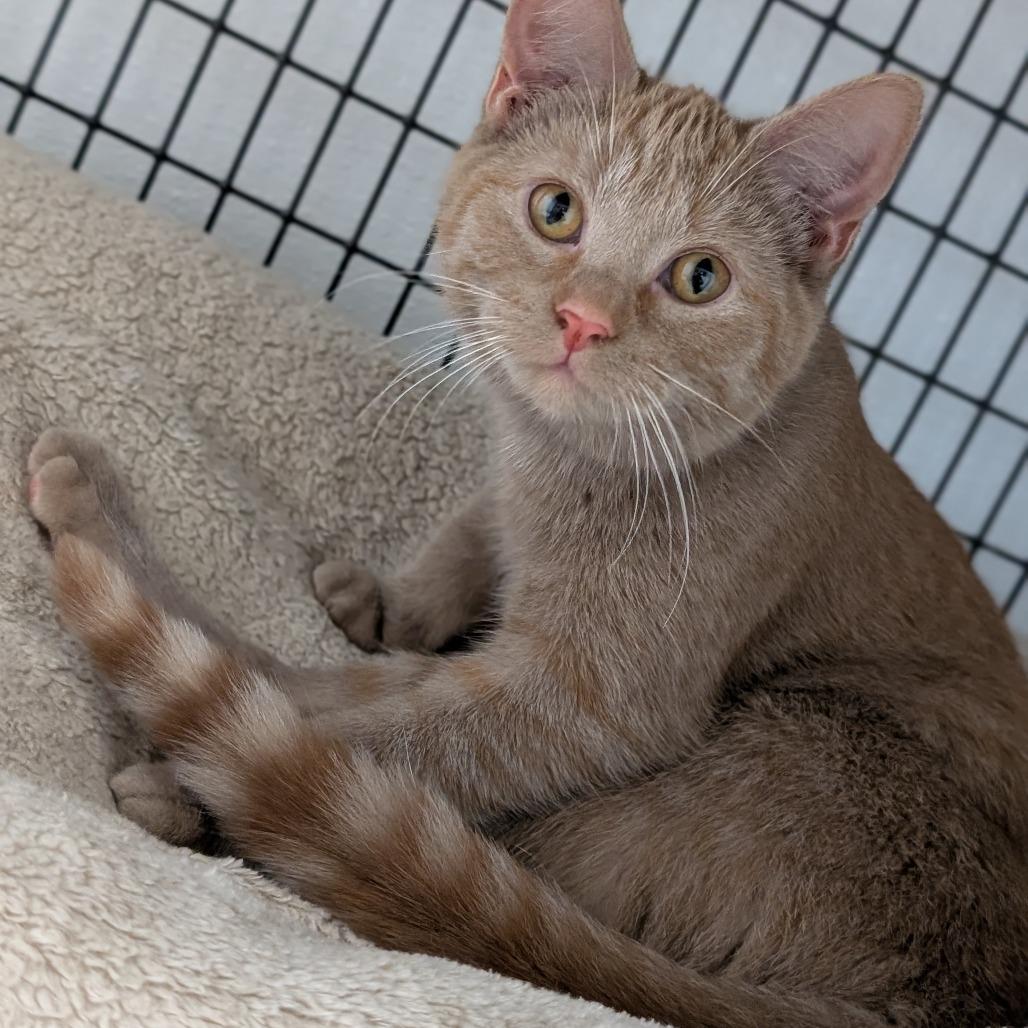 Enlarge Mandarin Orange, a Adoptable Domestic Short Hair in Milford, IA image 4/5