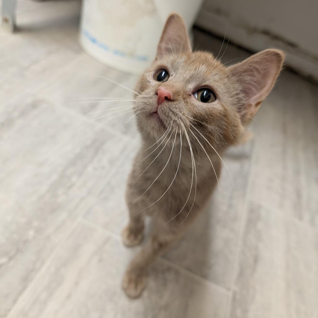 Enlarge Mandarin Orange, a Adoptable Domestic Short Hair in Milford, IA image 5/5