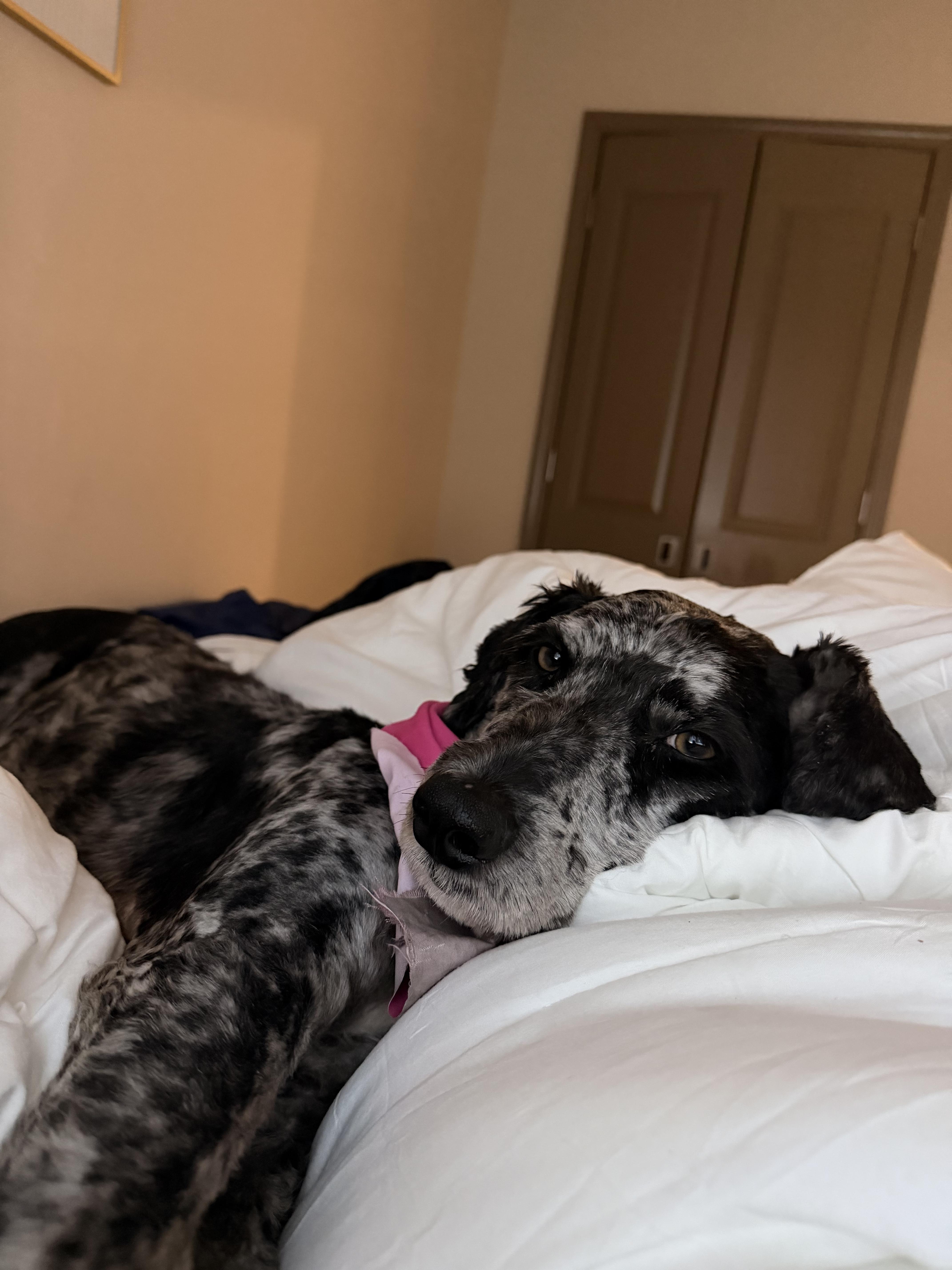 Enlarge Stormy, a Adoptable Aussiedoodle in Lexington, KY image 3/4