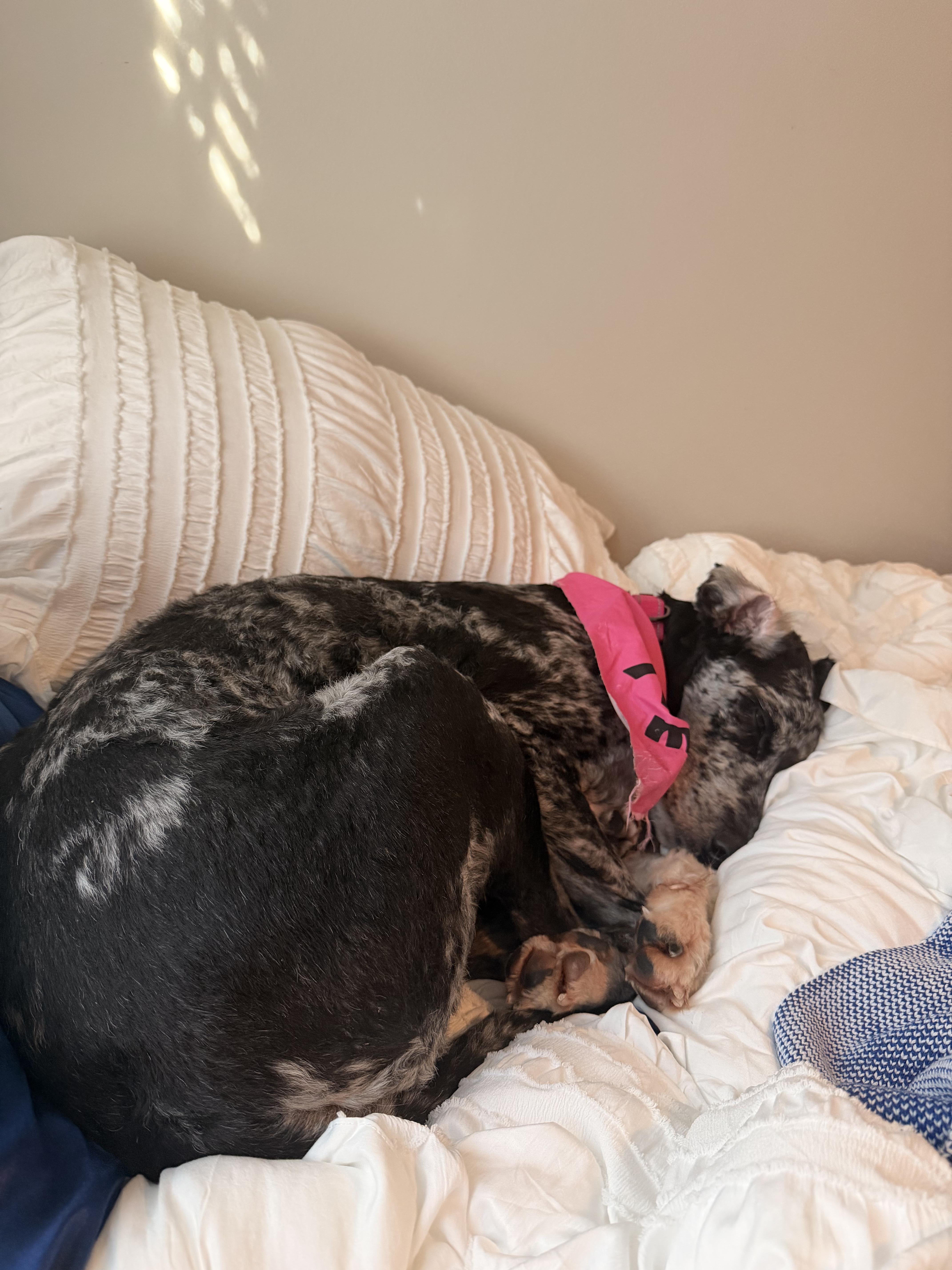Enlarge Stormy, a Adoptable Aussiedoodle in Lexington, KY image 2/4