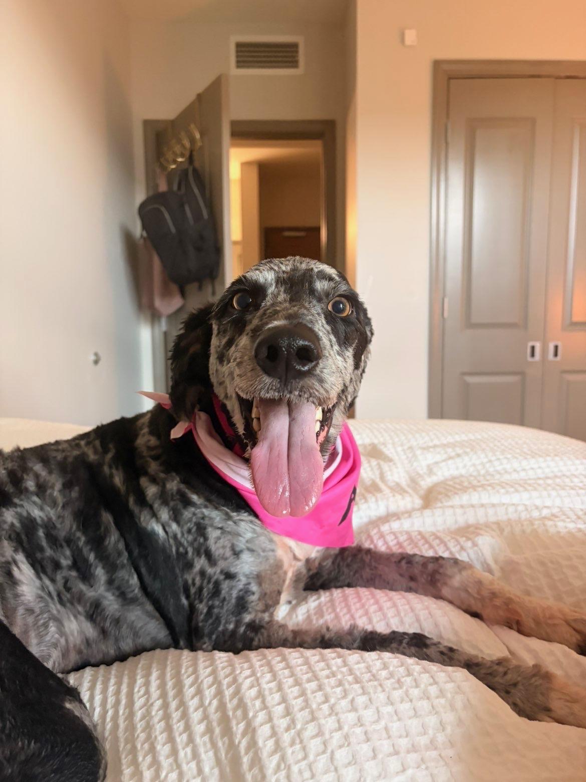 Stormy, Adoptable, Young Female Aussiedoodle.