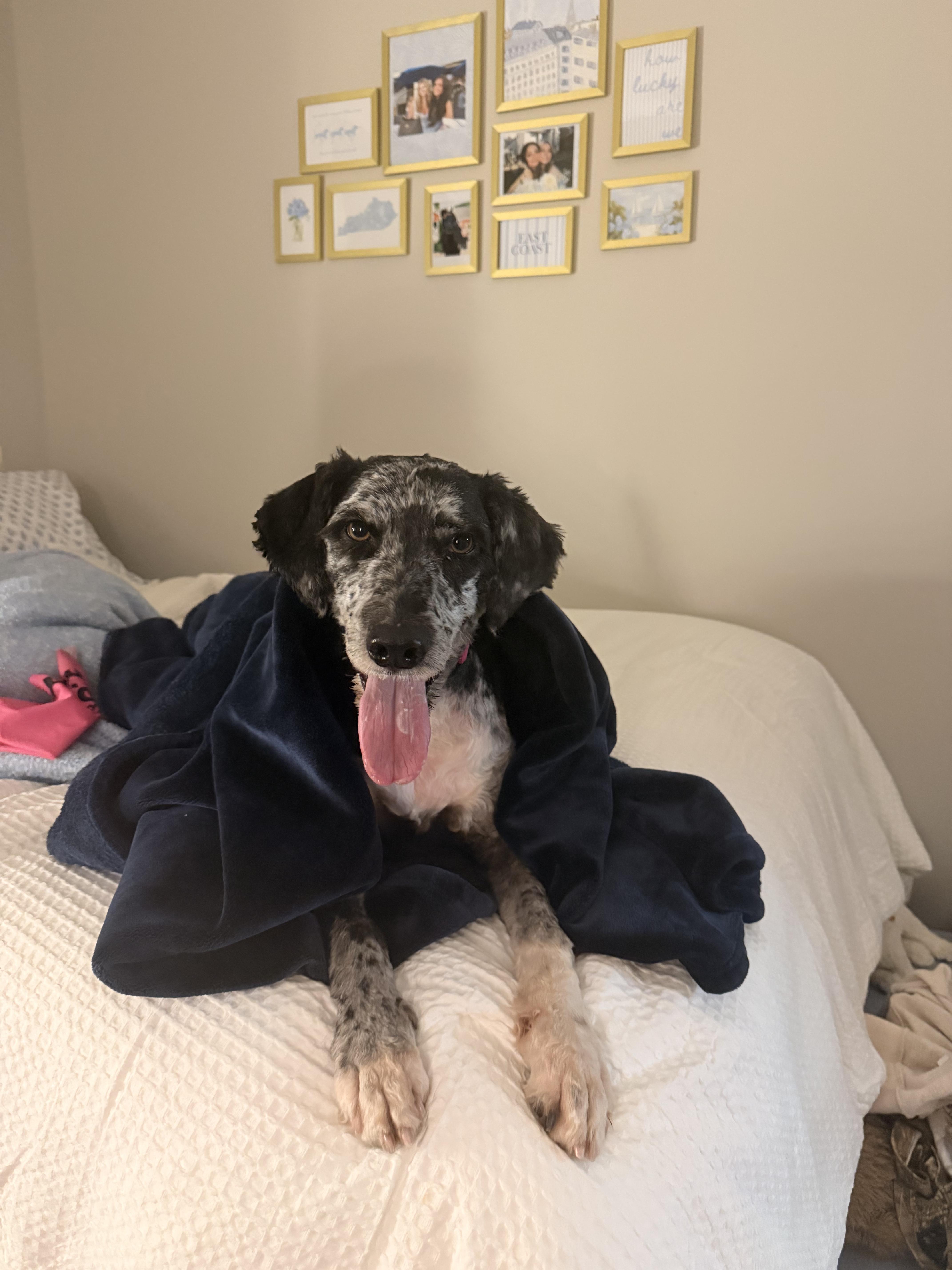 Enlarge Stormy, a Adoptable Aussiedoodle in Lexington, KY image 4/4