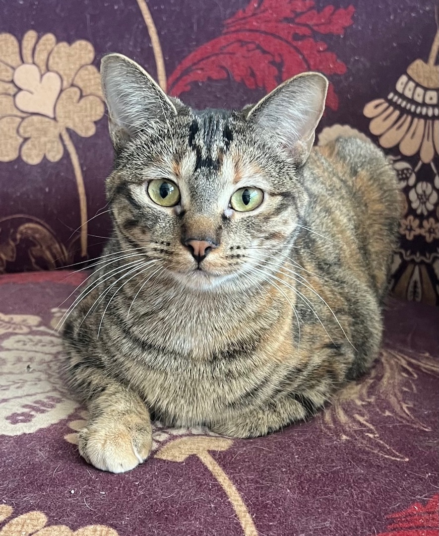 Cruella, a Adoptable Tabby in Independence, MO image 1/12