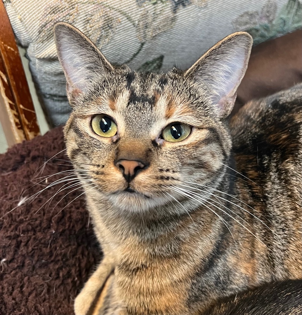 Cruella, a Adoptable Tabby in Independence, MO image 2/12