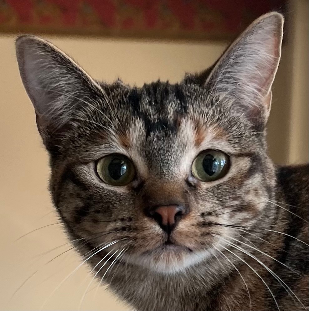 Cruella, a Adoptable Tabby in Independence, MO image 3/12